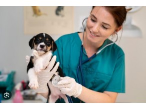 Veterinaria